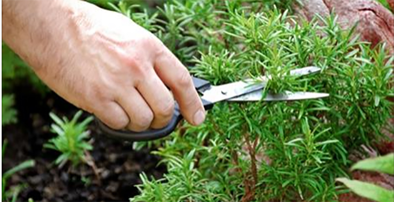 Sniffing Rosemary Can Increase Memory By 75%
