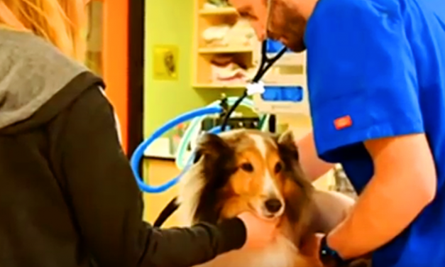 VIDEO: Vet intern spots tick just before paralyzed dog was to be euthanized