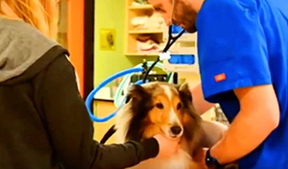 VIDEO: Vet intern spots tick just before paralyzed dog was to be euthanized