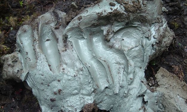 This Canadian Clay Kills Antibiotic Resistant Bacteria