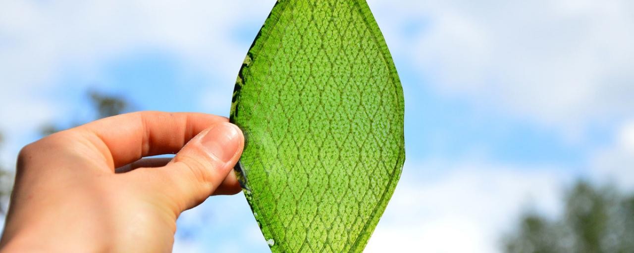 Bionic leaf can turn sunlight and water into free, liquid fuel 10x faster than plants