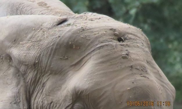 Elephant Who Was Shot In Forehead Approaches Humans For Help
