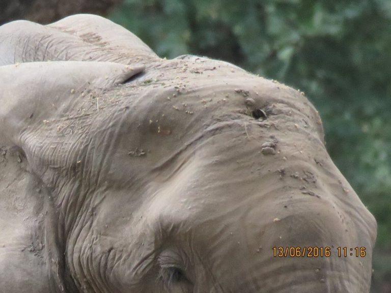 Elephant Who Was Shot In Forehead Approaches Humans For Help