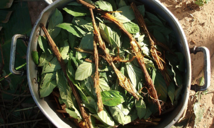 Ayahuasca: This Amazonian Brew May Be the Most Powerful Antidepressant Ever Discovered