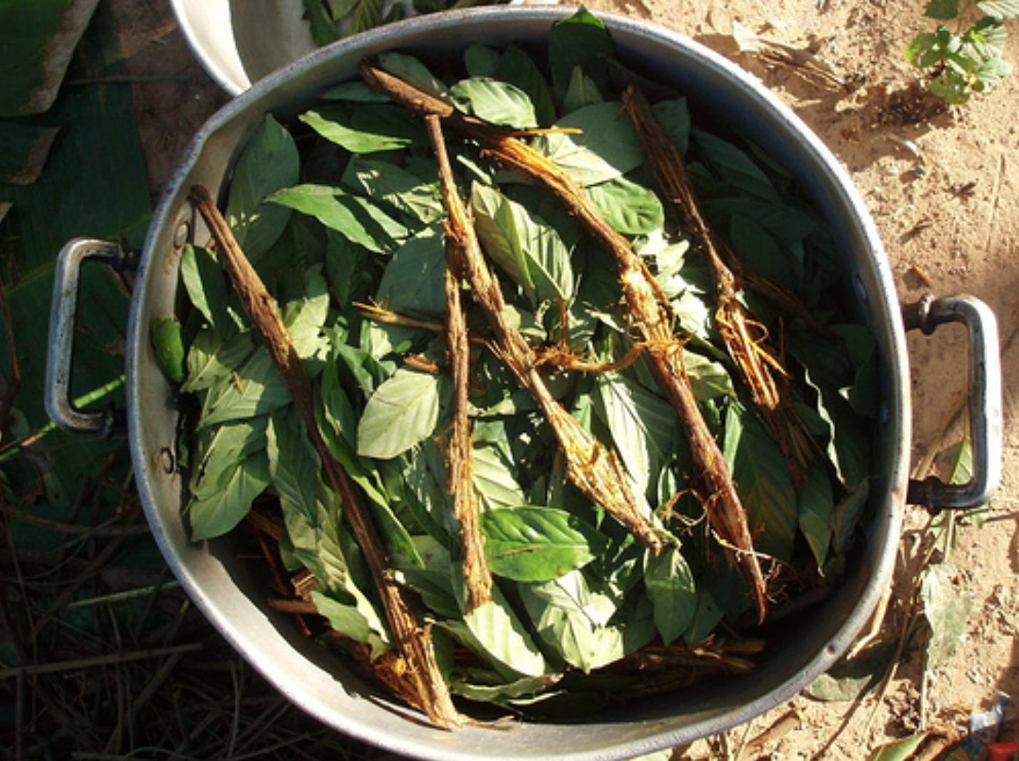 Ayahuasca: This Amazonian Brew May Be the Most Powerful Antidepressant Ever Discovered
