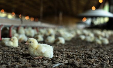 Perdue Announces Plan With Renewed Focus on Chicken Care