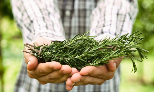 The Herb That Shows Promise Against Heart Disease