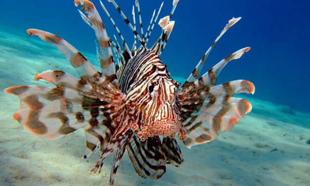 Invasive Lionfish Now On Whole Foods Menu
