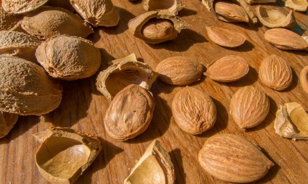 Apricot Seeds Kill Cancer Cells Without Side Effects