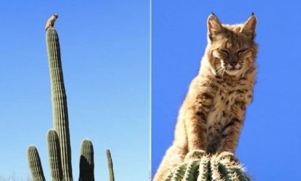 Bobcat Sitting on Top of 40 Foot Tall Cactus in the Arizona Desert