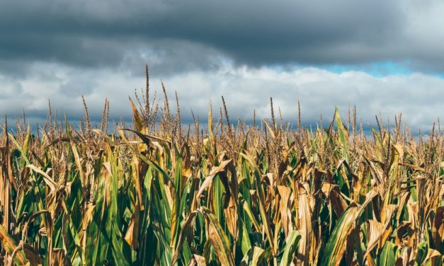 Dow-DuPont Merger Will Cripple Farmers and Food Sovereignty, Groups Warn