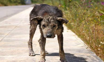 This Dog Turned To Stone As A Stray, See Her Miraculous Transformation After Being Rescued
