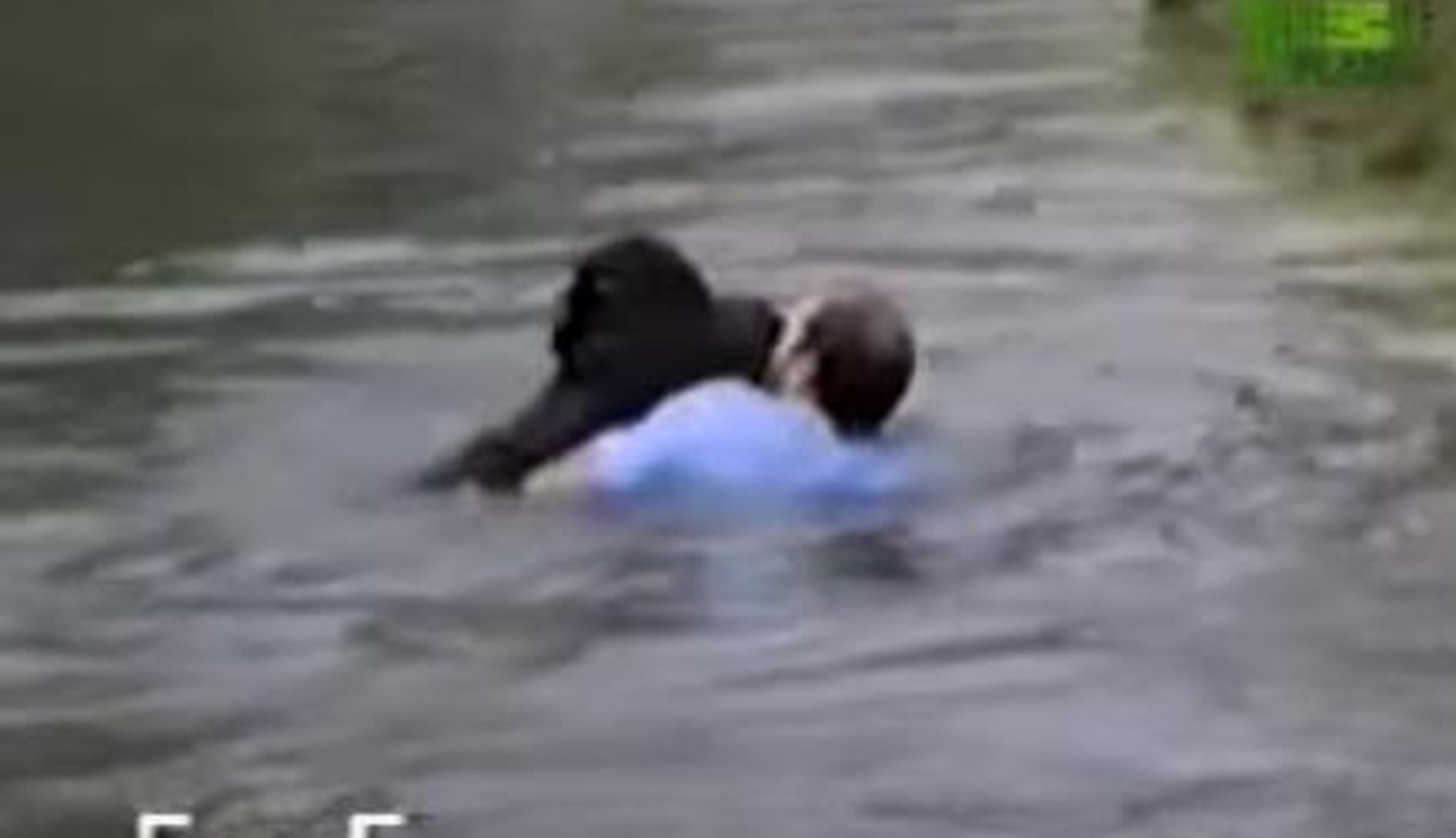 Man Jumps Into Zoo Enclosure To Save A Drowning Chimp