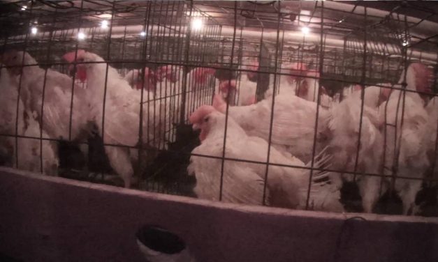 Exposed: Horrific Abuse Of Chickens At ‘Eggland’s Best’ Farms