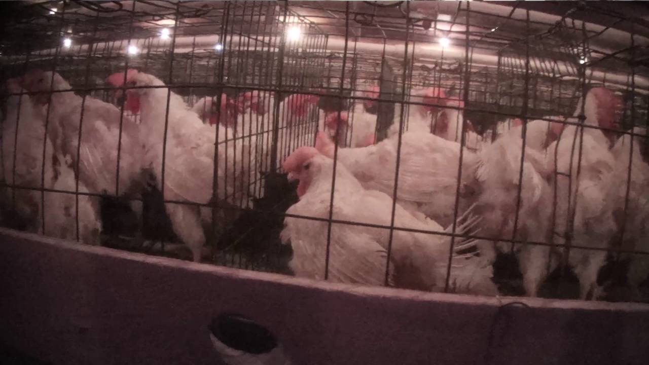 Exposed: Horrific Abuse Of Chickens At ‘Eggland’s Best’ Farms