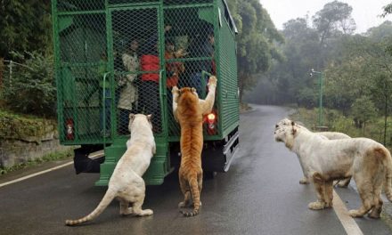 Check This Zoo Out- Animals Roam Free And People Are Caged!