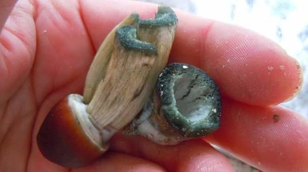 Study Finds That Psilocybin Hyperconnects The Brain