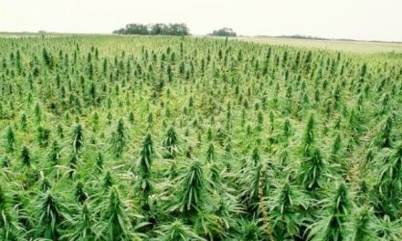 Legal hemp production is revitalizing the global economy after 80 year prohibition