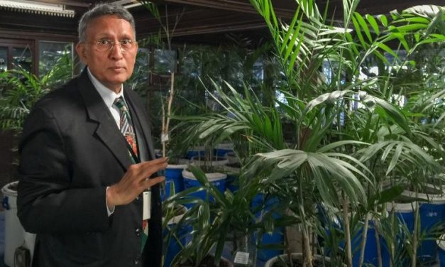 Activist develops way to oxygenate your house using plants