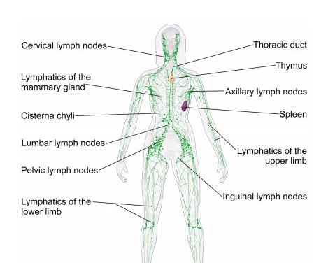 Why It’s Crucial to Know Your Lymphatic System