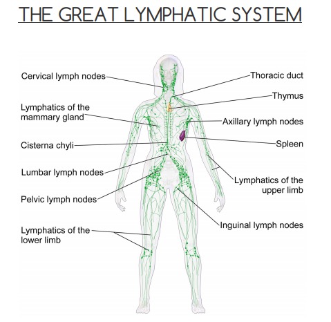 Why It’s Crucial to Know Your Lymphatic System