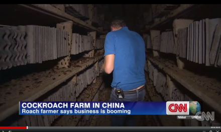 CNN: Cockroach milk is the new protein drink and all the rage