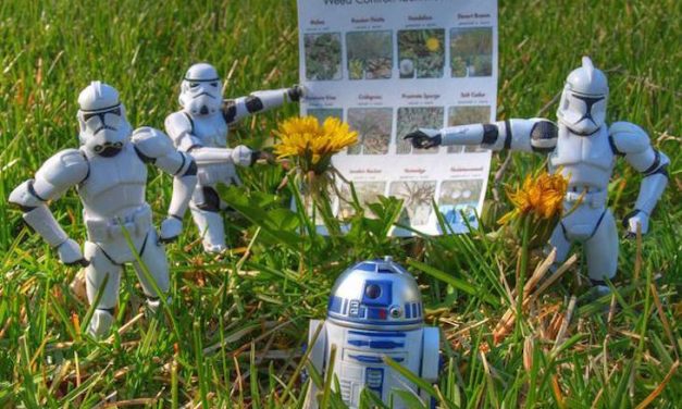 Six Homemade Herbicides: Get Rid Of Weeds Without Hurting The Planet