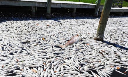 As Toxic Algae Chokes Fla Waters Into State of Emergency, Petition Urges Chain to Drop Big Sugar