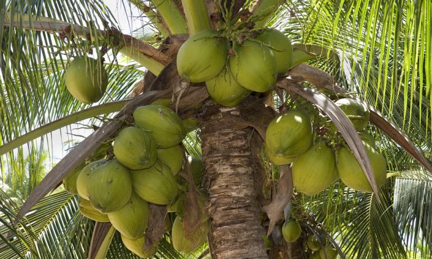 Scientists Discover Coconut Oil Exterminates 93 Percent Of Colon Cancer Cells In TWO DAYS