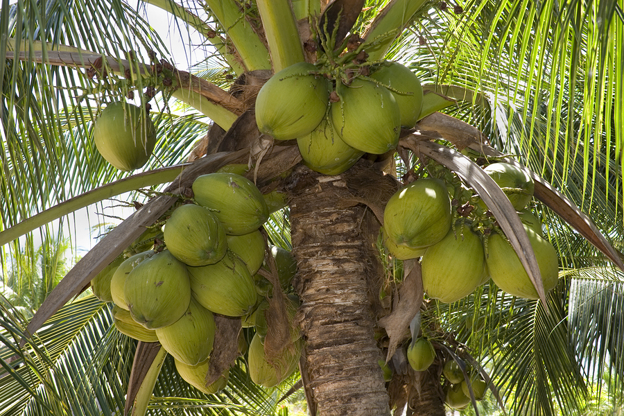Scientists Discover Coconut Oil Exterminates 93 Percent Of Colon Cancer ...