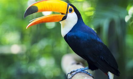 Costa Rica Closing Zoos Releasing Animals Back to Natural Habitat