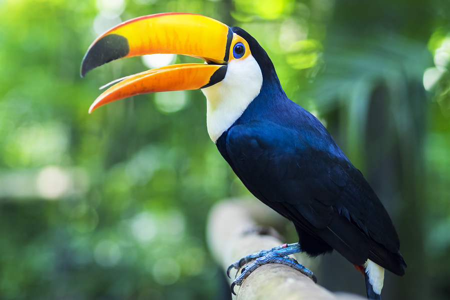 Costa Rica Closing Zoos Releasing Animals Back to Natural Habitat