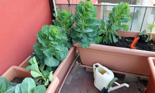 Urban Farmers Targeted By City, Issued Multiple Threats After Their Property Was Vandalized