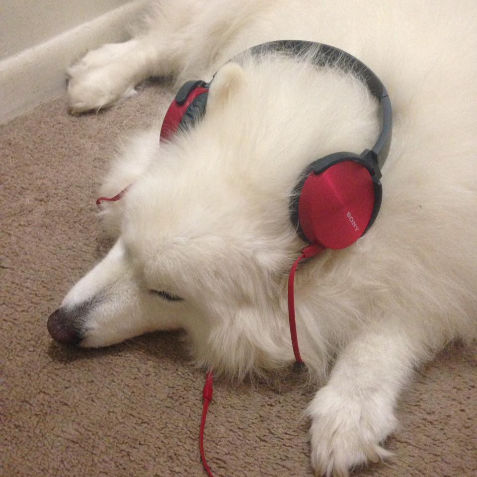A Health Nut News fan's dog Casper, listening to some classical music so the fireworks don't bother him- July 4th.