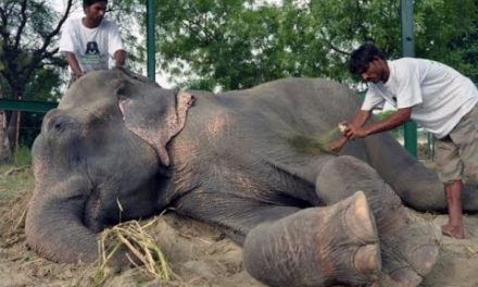 Elephant Weeps While Being Rescued After 50 Years Of Confinement