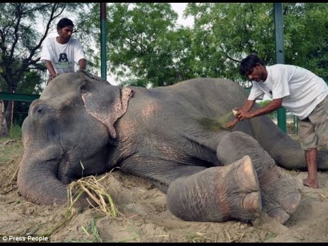 Elephant Weeps While Being Rescued After 50 Years Of Confinement