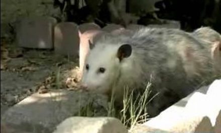 Did You Know That Possums Eat Almost All The Ticks In Your Yard?