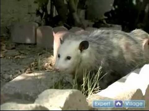 Did You Know That Possums Eat Almost All The Ticks In Your Yard?