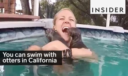 VIDEO: You can swim with these little guys at a sanctuary