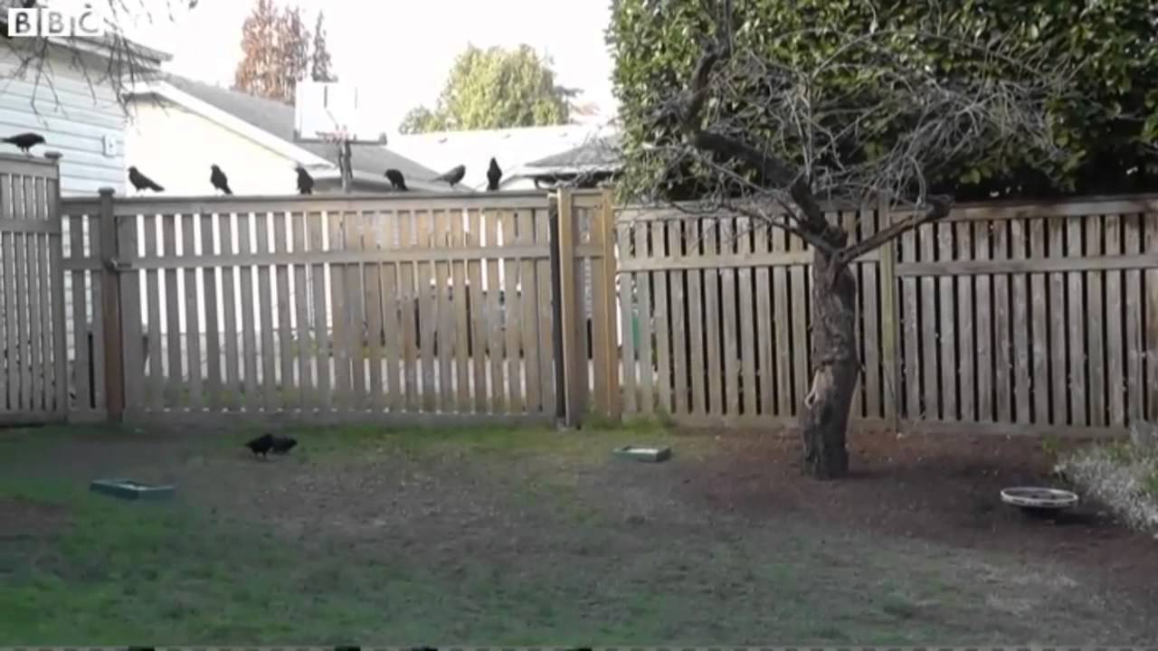 8 Year Old Girl Feeds Neighborhood Crows, They Thank Her with Gifts
