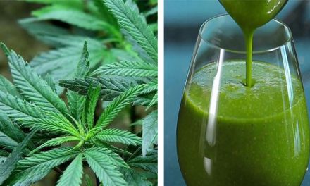 4 Surprising Health Benefits of Juicing Raw Marijuana