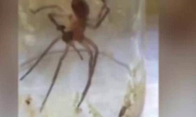 Spider makes a cast for its broken leg out of its own silk