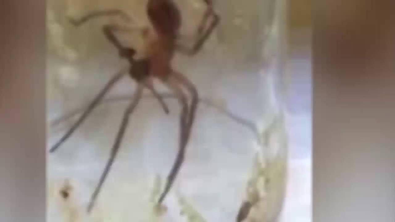 Spider makes a cast for its broken leg out of its own silk