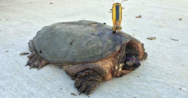 Someone Tried To Kill This Old Turtle, But She Refused To Give Up