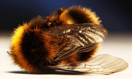 37 MILLION BEES FOUND DEAD In Ontario, Canada After Large GMO Corn Field Planted