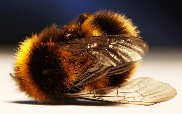 37 MILLION BEES FOUND DEAD In Ontario, Canada After Large GMO Corn Field Planted