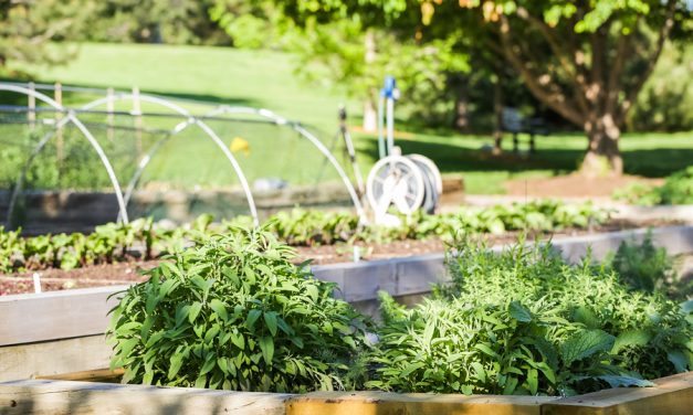 This family grows 6,000 pounds of food on just 1/10th acre