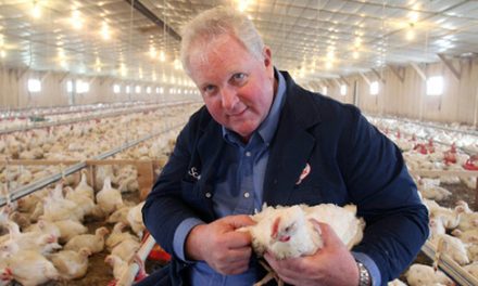 This Chicken Farm Uses Oregano Oil Instead of Antibiotics