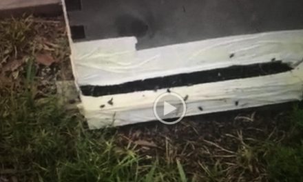 Beekeeper’s Bees Die Right After Aerial Spraying for Mosquitos (and she’s not the only one!)