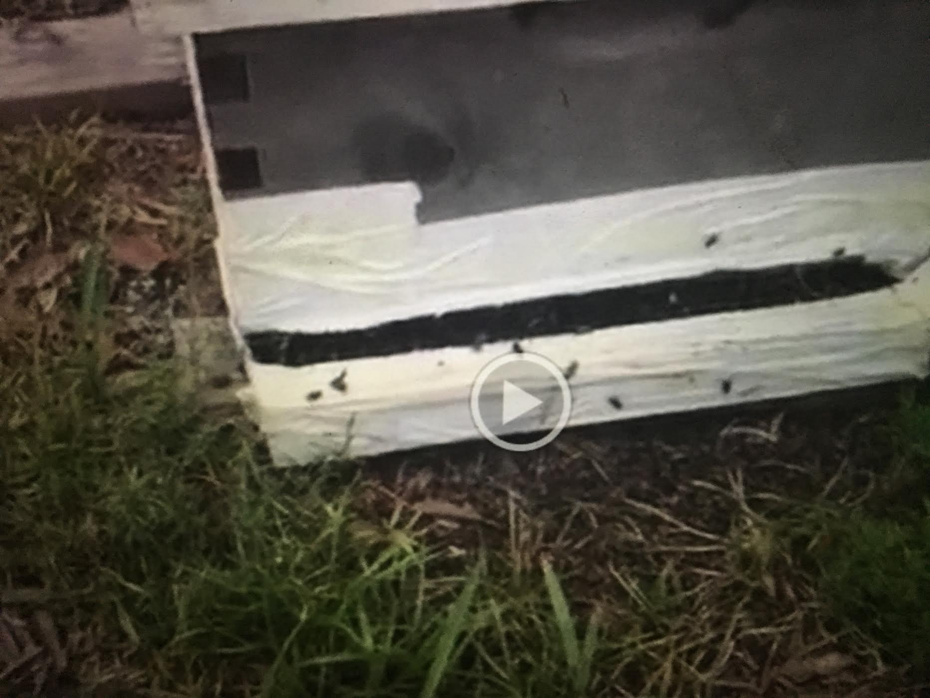 Beekeeper’s Bees Die Right After Aerial Spraying for Mosquitos (and she’s not the only one!)